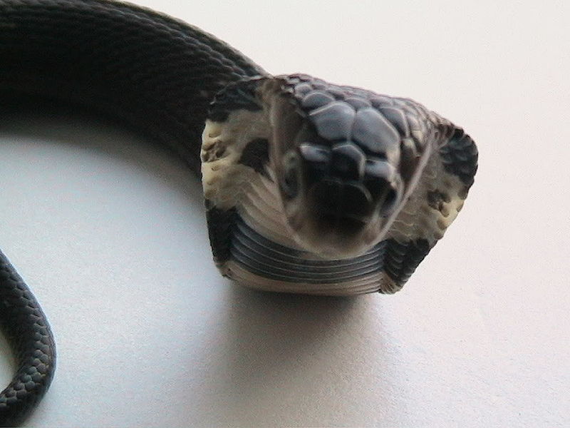 File:Chinese cobra (3).jpg