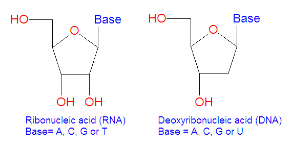 File:RNA base vs DNA base.jpg