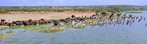 African River with birds.jpg