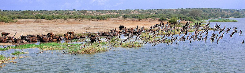 File:African River with birds.jpg