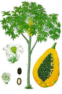 Papaya tree and fruit, from Koehler's Medicinal-Plants (1887)