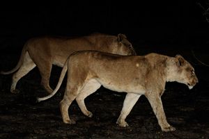 Lions at night.jpg