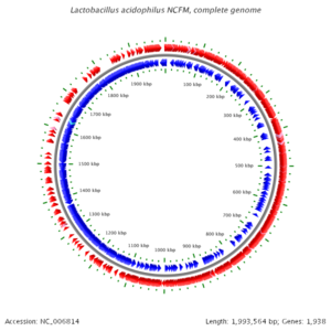Lacidophilusgenome.png
