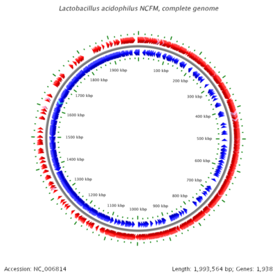 L. acidophilus NCFM Genome