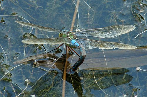 Emperor dragonfly laying eggs