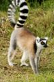 Ring-tailed Lemur Lemur catta
