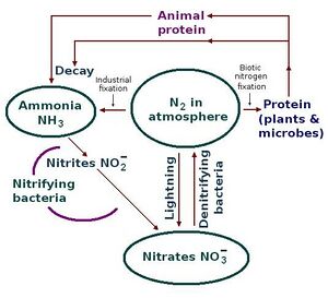 Nitrogen Cycle by T Sulcer.jpg