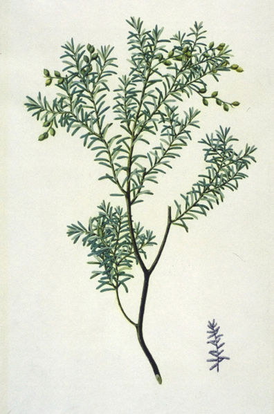 File:PrumnopitysTaxifolia.jpg