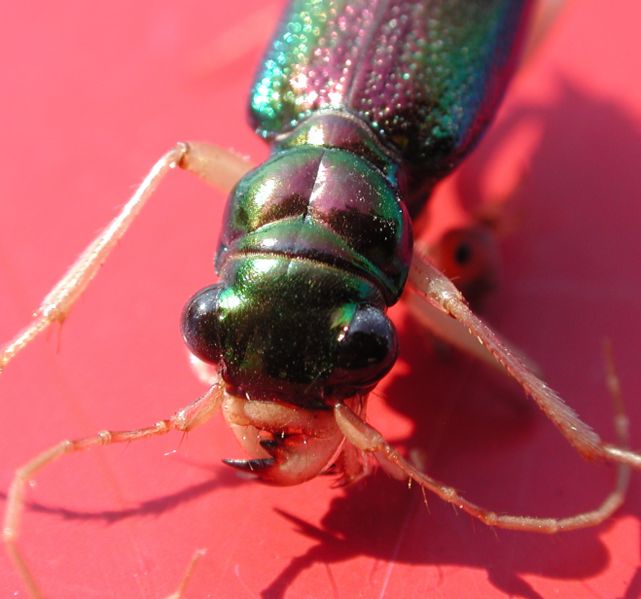 File:Longhorn beetle 4130.JPG