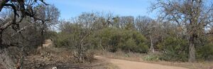 Enchanted Rock, TX - succession after fire.jpg