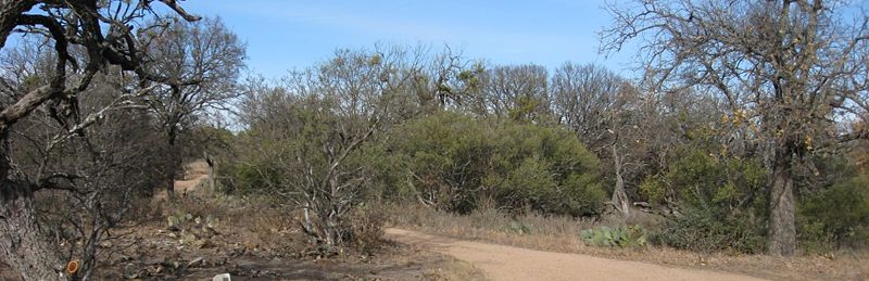 File:Enchanted Rock, TX - succession after fire.jpg