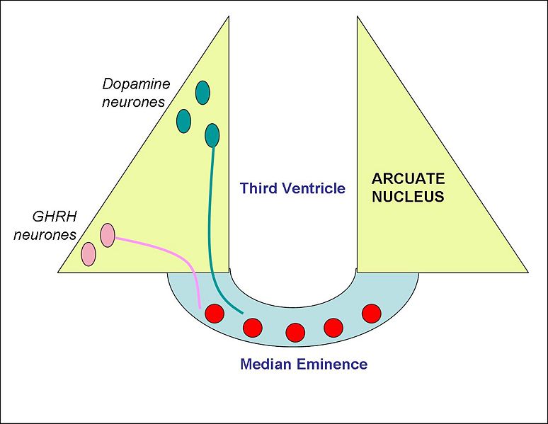 File:Arcuate nucleus.jpg