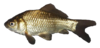 Juvenile Common Goldfish