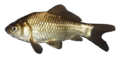 Juvenilegoldfish.png