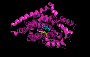 Aromatase CytP450 with androstenedione.png