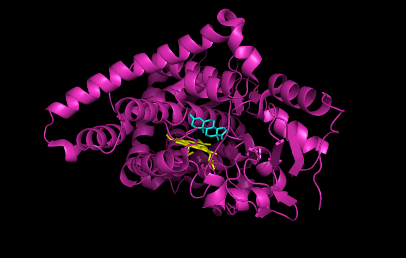 File:Aromatase CytP450 with androstenedione.png