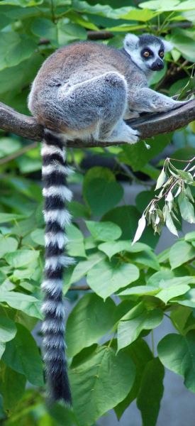 File:Ringtailed lemur tail extended.jpg