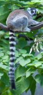 Ringtailed lemur tail extended.jpg
