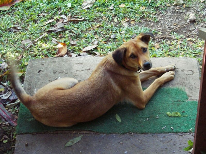 File:Saipanese Boonie Dog.jpg