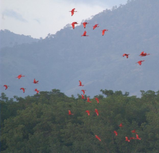 File:Scarlet Ibises in flight by Tom Davis.jpg