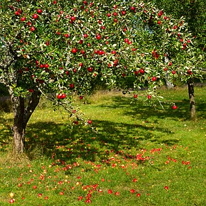 Tree with red apples in Barkedal 4.jpg