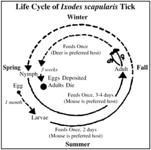 Deer Tick lifecycle.jpg