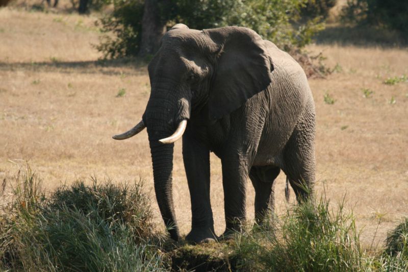 File:African elephant sabi.jpg