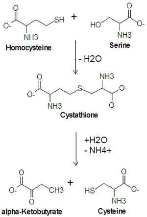 Cysteine Biosynthesis DEVolk.png