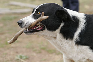 Dog retrieving stick.jpg