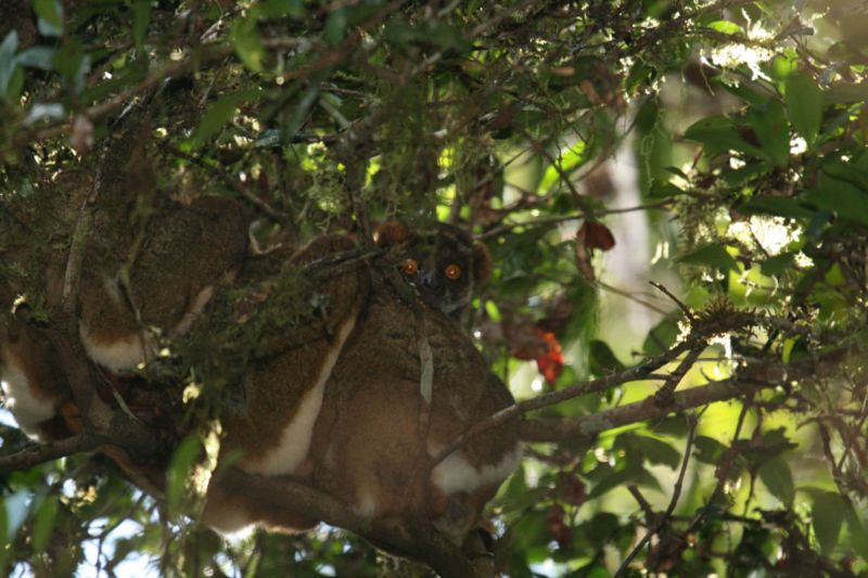 File:Woolly lemur.jpg