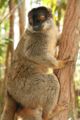 Common brown lemur Eulemur fulvusTemplate:Photo