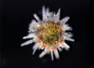 Juvenile-sea-urchin.gif