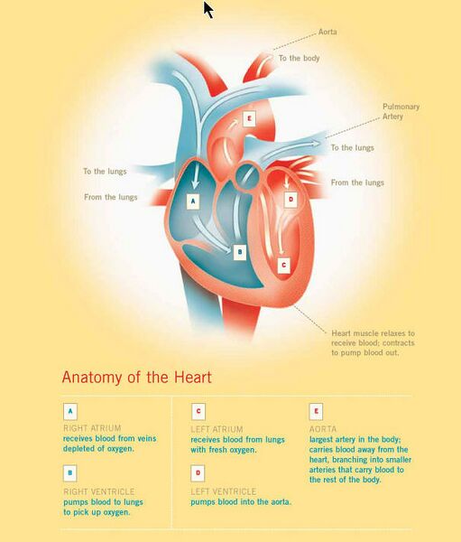 File:Anatomy heart.jpg