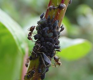 Ants and aphids.jpg