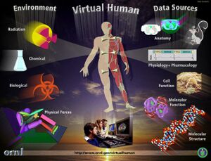 Human Physiology Virtual Human -ORNL-.jpg