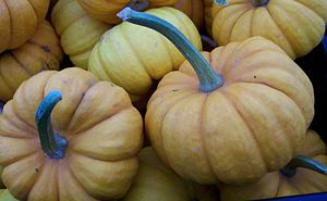 Pumpkins are also squash. See Pumpkin/Gallery for more pictures.