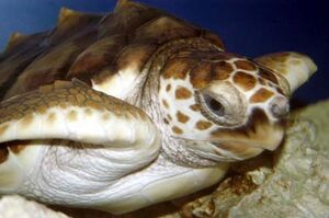 Loggerhead-returned-florida.jpg