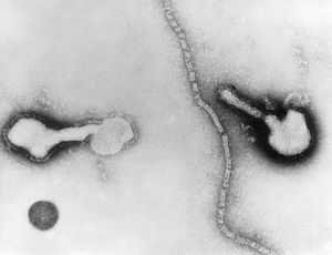 Parainfluenza virus.jpg