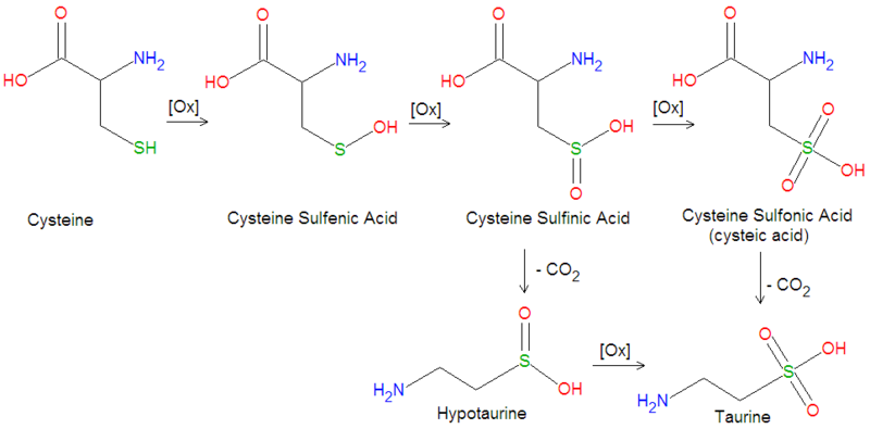 File:Taurine biosynthesis.png
