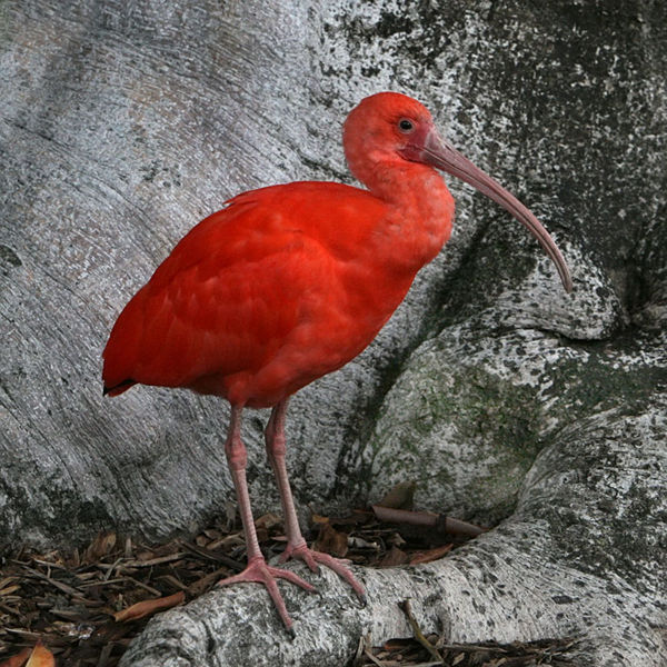 File:Scarlet ibis.jpg