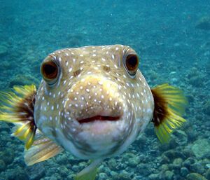 Puffer Fish.JPG