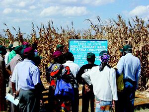 Insect r maize kenya.jpg