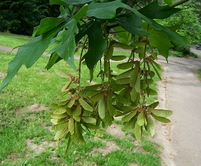Big leaf maple (western N. America)