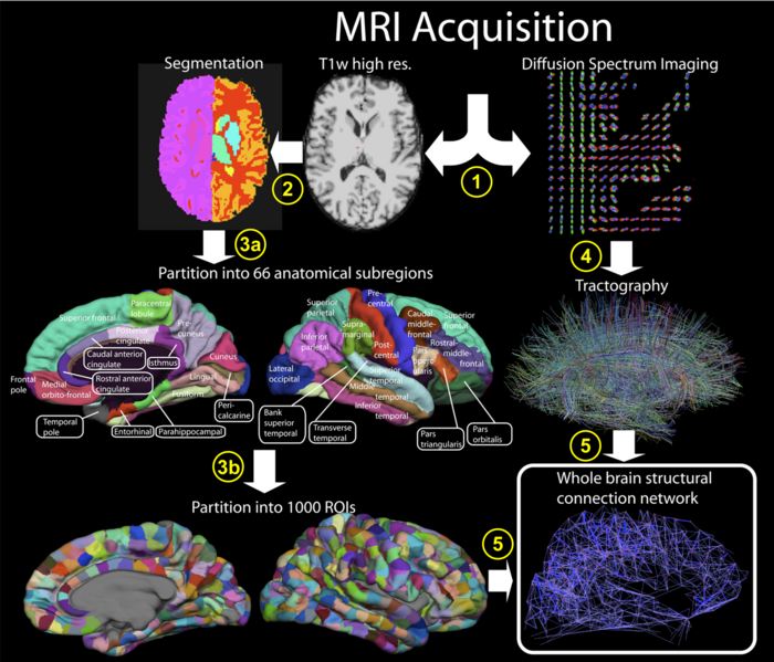 File:Hagmann 2008 Mapping the Structural Core of Human Cerebral Cortex Fig. 1.png