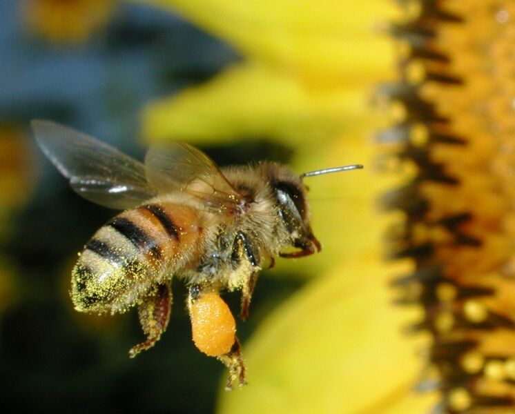 File:Honeybee pollen basket 5233.JPG