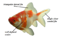 A diagram of a Nymph Goldfish