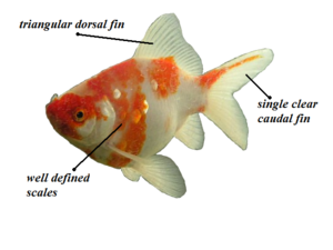 Nymph (goldfish)