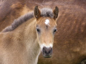 NF pony foal head.jpg