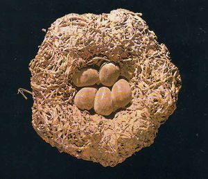 Sub-fossil bird nest - MacRae.jpg