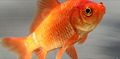 Adult Common Goldfish
